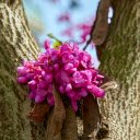 Blossoms on the Bark  screen for extension Chrome web store in OffiDocs Chromium