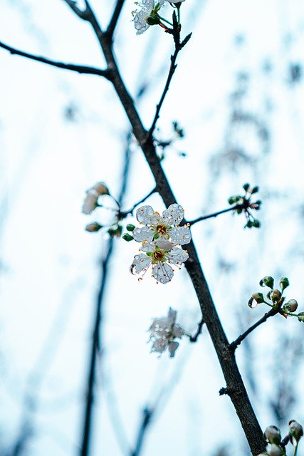 Muat turun percuma blossom tree branch tree nature gambar percuma untuk diedit dengan GIMP editor imej dalam talian percuma