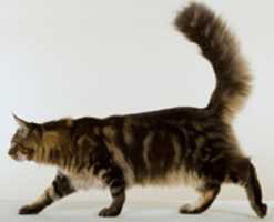 Free download Blotched Maincoon free photo or picture to be edited with GIMP online image editor