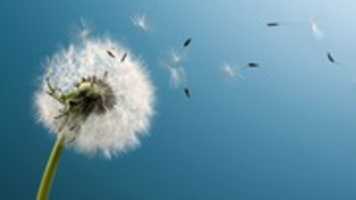 Free download blown_dandelion-1280x720 free photo or picture to be edited with GIMP online image editor