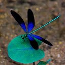 Blue and black damselfly wallpaper  screen for extension Chrome web store in OffiDocs Chromium
