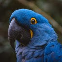 Blue and Yellow Eyed Parrot  screen for extension Chrome web store in OffiDocs Chromium