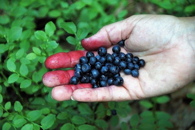 Free download blueberries forest fruits berry free picture to be edited with GIMP free online image editor
