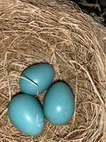 Gratis download Blue Bird Egg gratis foto of afbeelding om te bewerken met GIMP online afbeeldingseditor