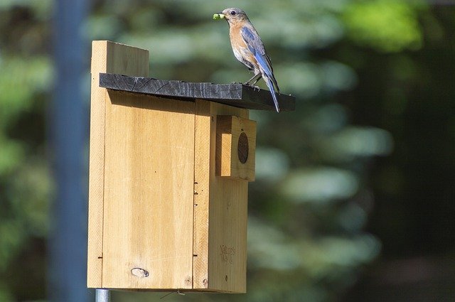 Kostenloser Download Bluebird Feeding Barsch - kostenloses Foto oder Bild zur Bearbeitung mit GIMP Online-Bildbearbeitung