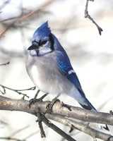 הורדה חינם של Blue Bird תמונה או תמונה בחינם לעריכה עם עורך התמונות המקוון GIMP
