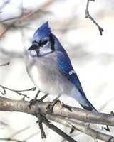 Безкоштовно завантажте безкоштовну фотографію або зображення Blue Bird для редагування в онлайн-редакторі зображень GIMP