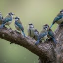 Blue birds on tree branches  screen for extension Chrome web store in OffiDocs Chromium