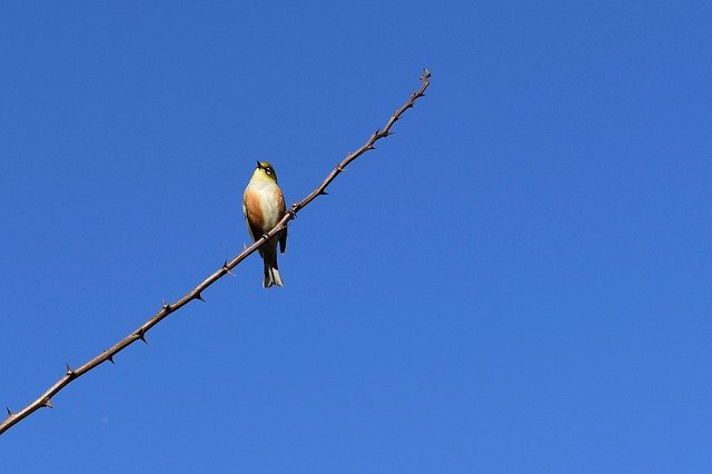 Бесплатно скачать синяя птица восковидный глаз новозеландская ветвь неба бесплатное изображение для редактирования с помощью бесплатного онлайн-редактора изображений GIMP