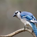 Blue Bird with Black Beak  screen for extension Chrome web store in OffiDocs Chromium