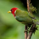 Blue bird with red head  screen for extension Chrome web store in OffiDocs Chromium