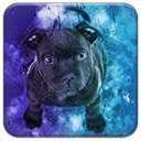 Blue Bull Terrier  screen for extension Chrome web store in OffiDocs Chromium