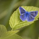 Blue butterfly  screen for extension Chrome web store in OffiDocs Chromium