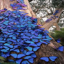 Blue butterfly wallpaper  screen for extension Chrome web store in OffiDocs Chromium