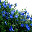 Blue Daze flowers wallpapers  screen for extension Chrome web store in OffiDocs Chromium