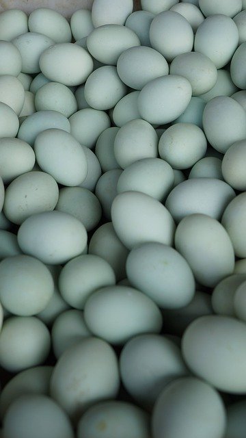 Unduh gratis telur telur biru menghasilkan telur ayam gambar gratis untuk diedit dengan editor gambar online gratis GIMP