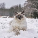 Blue eyed cat  screen for extension Chrome web store in OffiDocs Chromium