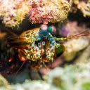 Blue eyed shrimp  screen for extension Chrome web store in OffiDocs Chromium
