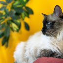 Blue eyed Siamese cat  screen for extension Chrome web store in OffiDocs Chromium