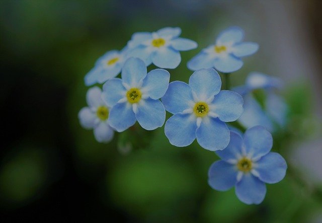 Bezpłatne pobieranie niebieskiego kwiatowego małego, małego, delikatnego zdjęcia do edycji za pomocą bezpłatnego internetowego edytora obrazów GIMP