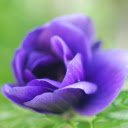 Blue Flower  screen for extension Chrome web store in OffiDocs Chromium