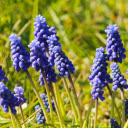 Blue Flower Branch  screen for extension Chrome web store in OffiDocs Chromium