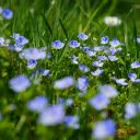 Free download Blue Flowers -  free photo or picture to be edited with GIMP online image editor