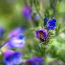 Blue Flowers and Bees  screen for extension Chrome web store in OffiDocs Chromium