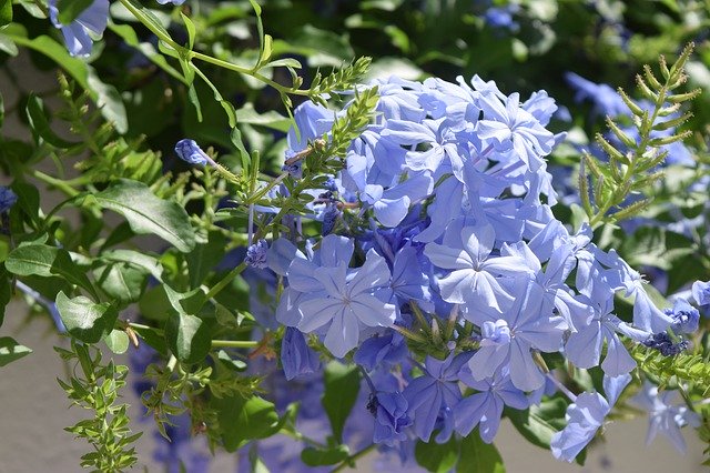 Kostenloser Download Blue Flowers Periwinkle Bloom - kostenloses Foto oder Bild zur Bearbeitung mit GIMP Online-Bildbearbeitung