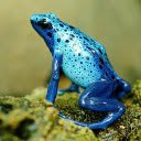 Blue frog with black spots  screen for extension Chrome web store in OffiDocs Chromium