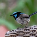Blue headed Bird  screen for extension Chrome web store in OffiDocs Chromium