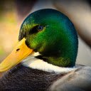 Blue headed duck  screen for extension Chrome web store in OffiDocs Chromium