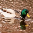 Blue headed duck swimming in the river  screen for extension Chrome web store in OffiDocs Chromium