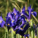 Blue iris flower  screen for extension Chrome web store in OffiDocs Chromium