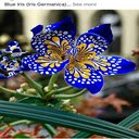Blue iris wallpaper  screen for extension Chrome web store in OffiDocs Chromium