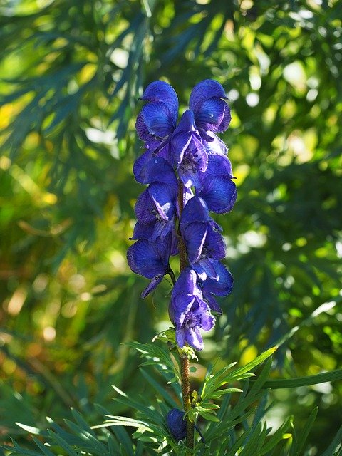 Free download blue iron hat flower blossoms blue free picture to be edited with GIMP free online image editor