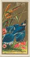 Descărcare gratuită Blue Jay, din seria Birds of America (N4) pentru Allen & Ginter Tigarettes Brands fotografie sau imagini gratuite pentru a fi editate cu editorul de imagini online GIMP