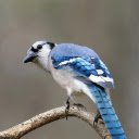 BLUEJAY Theme  screen for extension Chrome web store in OffiDocs Chromium