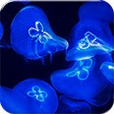 Màn hình JellyFish màu xanh cho tiện ích mở rộng cửa hàng Chrome trực tuyến trong OffiDocs Chromium