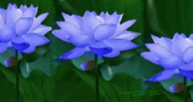 Free download Blue Lotus 3-20-2021 free photo or picture to be edited with GIMP online image editor
