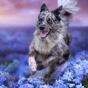 Blue Merle Joy  screen for extension Chrome web store in OffiDocs Chromium