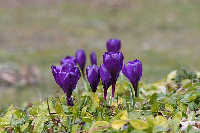 Free download blue moon flowers spring garden free picture to be edited with GIMP free online image editor