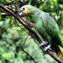 Blue parrot  screen for extension Chrome web store in OffiDocs Chromium