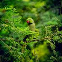 Blue parrot with red beak  screen for extension Chrome web store in OffiDocs Chromium