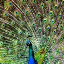 Blue peacock spreads its wings  screen for extension Chrome web store in OffiDocs Chromium