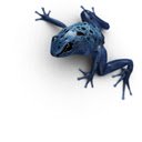 Blue Poison Dart Frog  screen for extension Chrome web store in OffiDocs Chromium