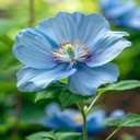 Blue Poppy Wallpaper  screen for extension Chrome web store in OffiDocs Chromium