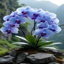 blue purple orchid pot wallpaper  screen for extension Chrome web store in OffiDocs Chromium