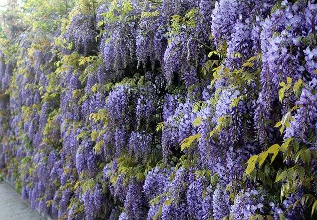 ดาวน์โหลด Blue Rain Wisteria Climbing Plants ฟรี - แก้ไขรูปภาพหรือรูปภาพด้วยโปรแกรมแก้ไขรูปภาพออนไลน์ GIMP ได้ฟรี