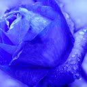 blue Rose  screen for extension Chrome web store in OffiDocs Chromium